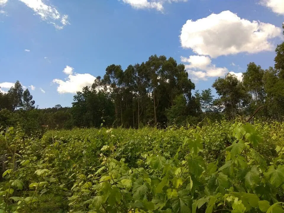 Moradia Isolada T5 em Santo Emilião — 14